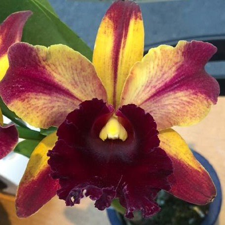 Rhyncholaeliocattleya Toshie Aoki 'Starburst' AM/AOS 3.0"