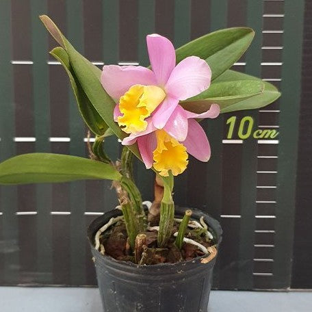 Sophrocattleya Crystelle Smith 'N.R' HCC/AOS 2.5"