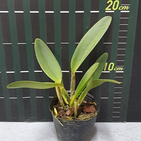 Sophrocattleya Crystelle Smith 'N.R' HCC/AOS 2.5"