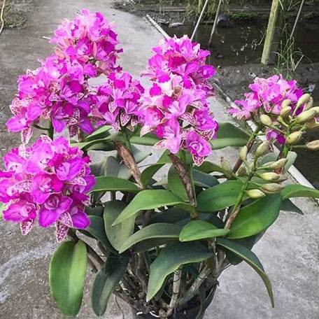 Cattleya Yuan Dung Sweet 'Dragon fruit' 3.5" *On Hand*