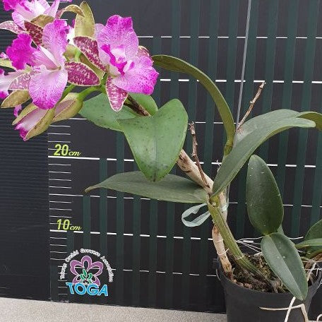 Cattleya Yuan Dung Sweet 'Dragon fruit' 3.5" *On Hand*