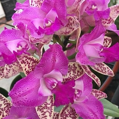 Cattleya Yuan Dung Sweet 'Dragon fruit' 3.5" *On Hand*