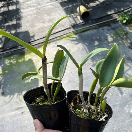 Cattleya Yuan Dung Sweet 'Dragon fruit' 3.5" *On Hand*