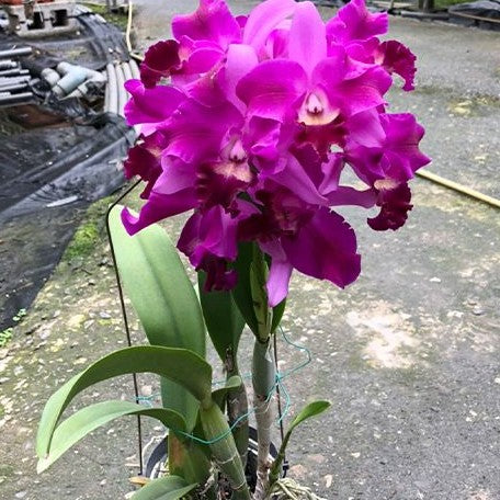 Rhyncattleanthe Yuan Dung Torch 'Grape' 3.5" Fragrant