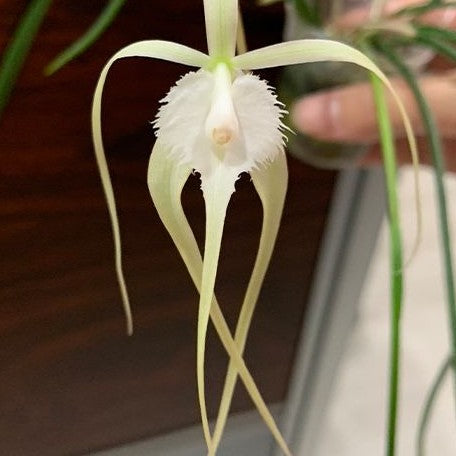 Brassavola cucullata × sib 2.5"