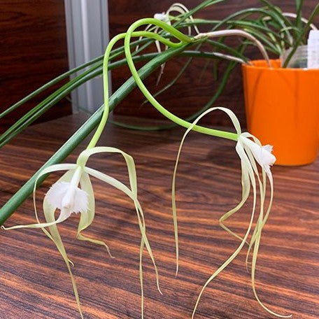 Brassavola cucullata × sib 2.5"