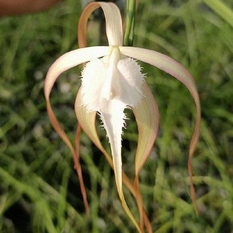 Brassavola cucullata × sib 2.5" Fragrant