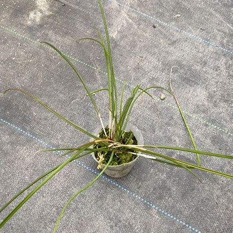 Brassavola cucullata × sib 2.5"