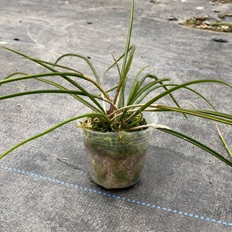 Brassavola cucullata × sib 2.5"