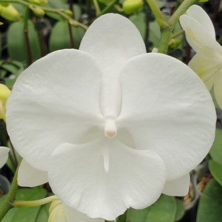 Phalaenopsis Charming Crystal Water '1288' 2.5"