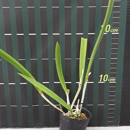 Brassavola cordata × sib 2.0"