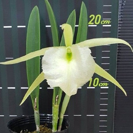 Brassavola digbyana × nodosa 2.5"