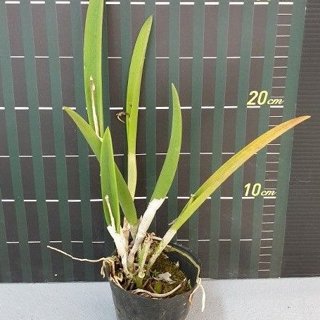 Brassavola digbyana × nodosa 2.5"