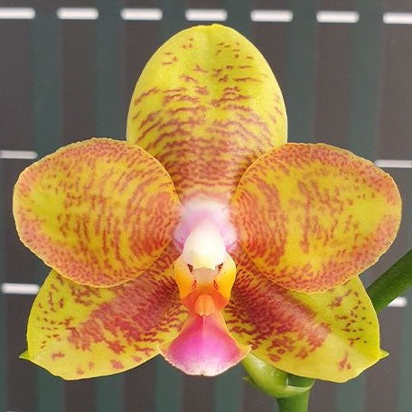 Phalaenopsis Tong Yi Yu Shiou 2.5" Fragrant