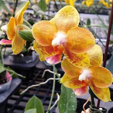 Phalaenopsis Tong Yi Yu Shiou 2.5" Fragrant