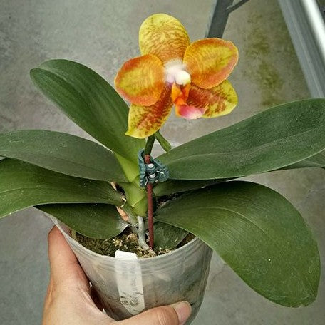 Phalaenopsis Tong Yi Yu Shiou flask