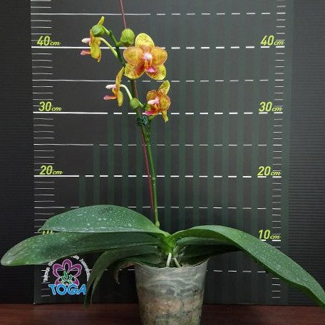 Phalaenopsis Tong Yi Yu Shiou 2.5" Fragrant