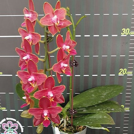 Phalaenopsis Sogo Red Star (peloric 2 eyes) 2.5"