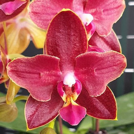 Phalaenopsis Sogo Red Star (peloric 2 eyes) 2.5"