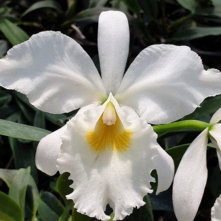 Cattleya labiata var. alba × sib 2.5"