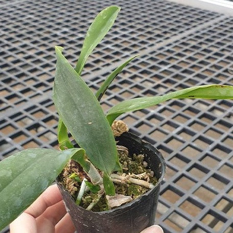 Cattleya labiata var. alba × sib 2.5"