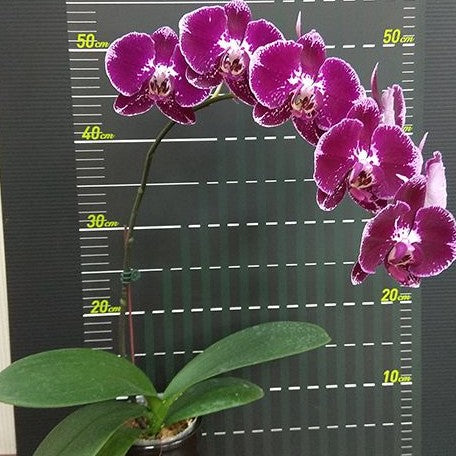 Phalaenopsis Lioulin Bright Violet 2.5"