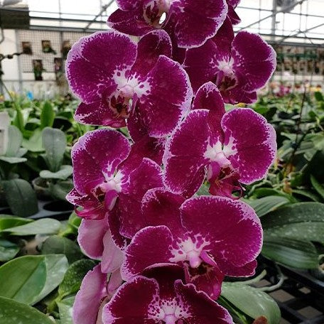 Phalaenopsis Lioulin Bright Violet 2.5"