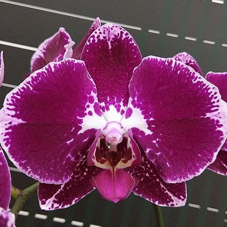 Phalaenopsis Lioulin Bright Violet 2.5"