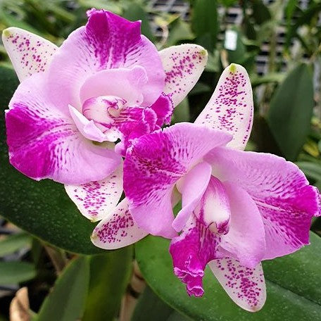 Cattleya Monte Elegante 2.5"