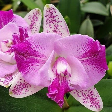 Cattleya Monte Elegante 2.5"