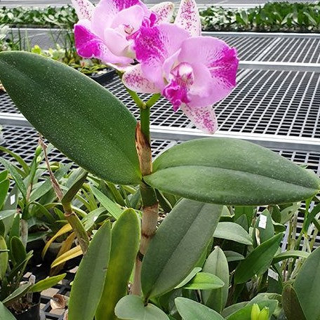 Cattleya Monte Elegante 2.5"