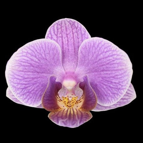 Phalaenopsis Younghome Purple Baby '07122' 2.5"