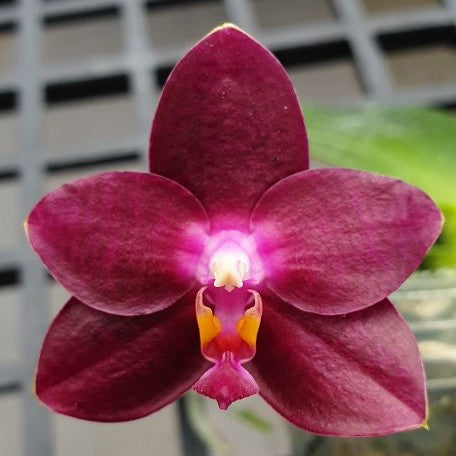 Phalaenopsis Fusheng's Super Man 2.5" Fragrant