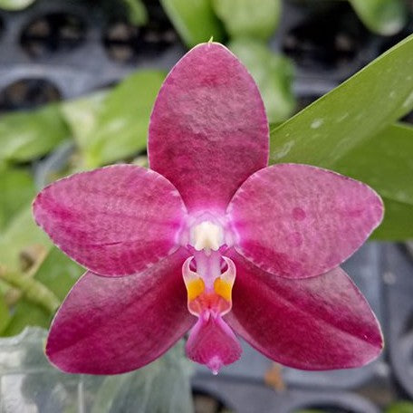 Phalaenopsis Fusheng's Super Man 2.5" Fragrant