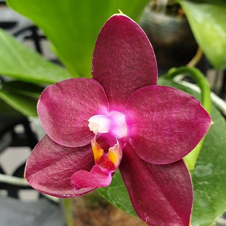 Phalaenopsis Fusheng's Super Man 2.5" Fragrant