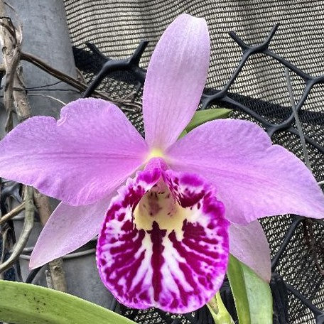 Brassocattleya Taiwan Big Lip 'Ta Hsin' 2.5"