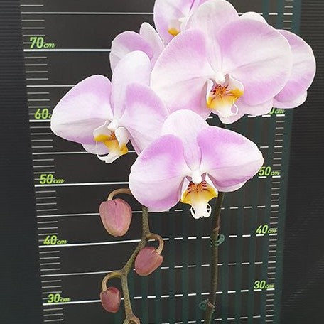 Phalaenopsis Star's Chanel 2.5"