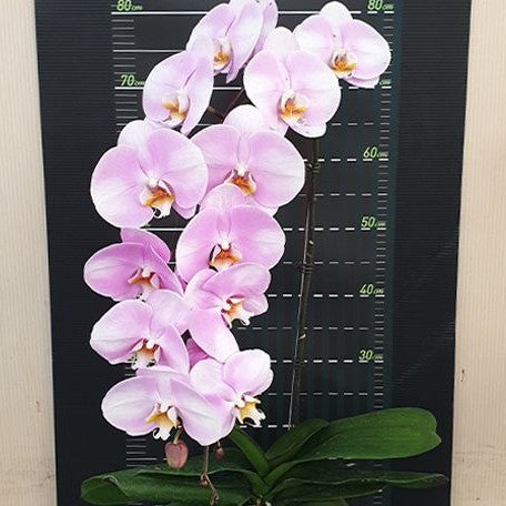 Phalaenopsis Star's Chanel 2.5"