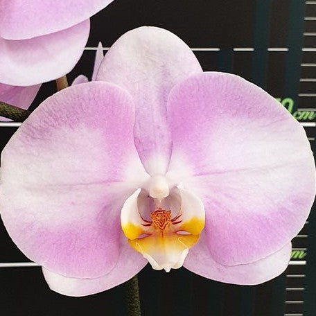 Phalaenopsis Star's Chanel 2.5"