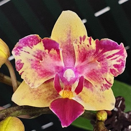 Phalaenopsis I Hsin Confetio '507' (peloric) 2.5"