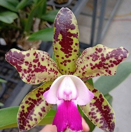 Cattleya Green Emerald 3.5"