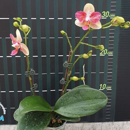 Phalaenopsis Chi Yueh Kaleidescope 2.5" *On Hand*