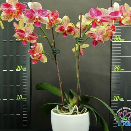 Phalaenopsis Chi Yueh Kaleidescope 2.5" *On Hand*