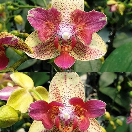 Phalaenopsis Chi Yueh Kaleidescope 2.5" *On Hand*