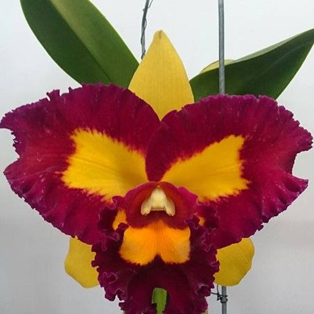 Rhyncholaeliocattleya Chunfong Queen 2.5" Fragrant