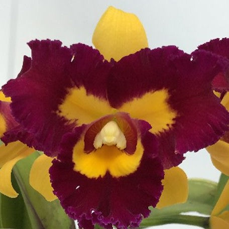 Rhyncholaeliocattleya Chunfong Queen 2.5"