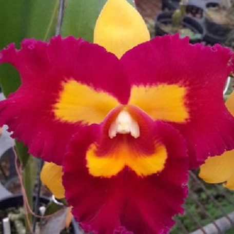 Rhyncholaeliocattleya Chunfong Queen 2.5" Fragrant