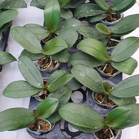 Phalaenopsis Chi Yueh Kaleidescope 2.5" *On Hand*