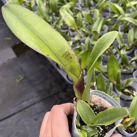 Rhyncholaeliocattleya Chunfong Queen 2.5" Fragrant