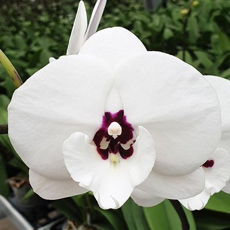 Phalaenopsis Charming Panda '1224' 2.5"